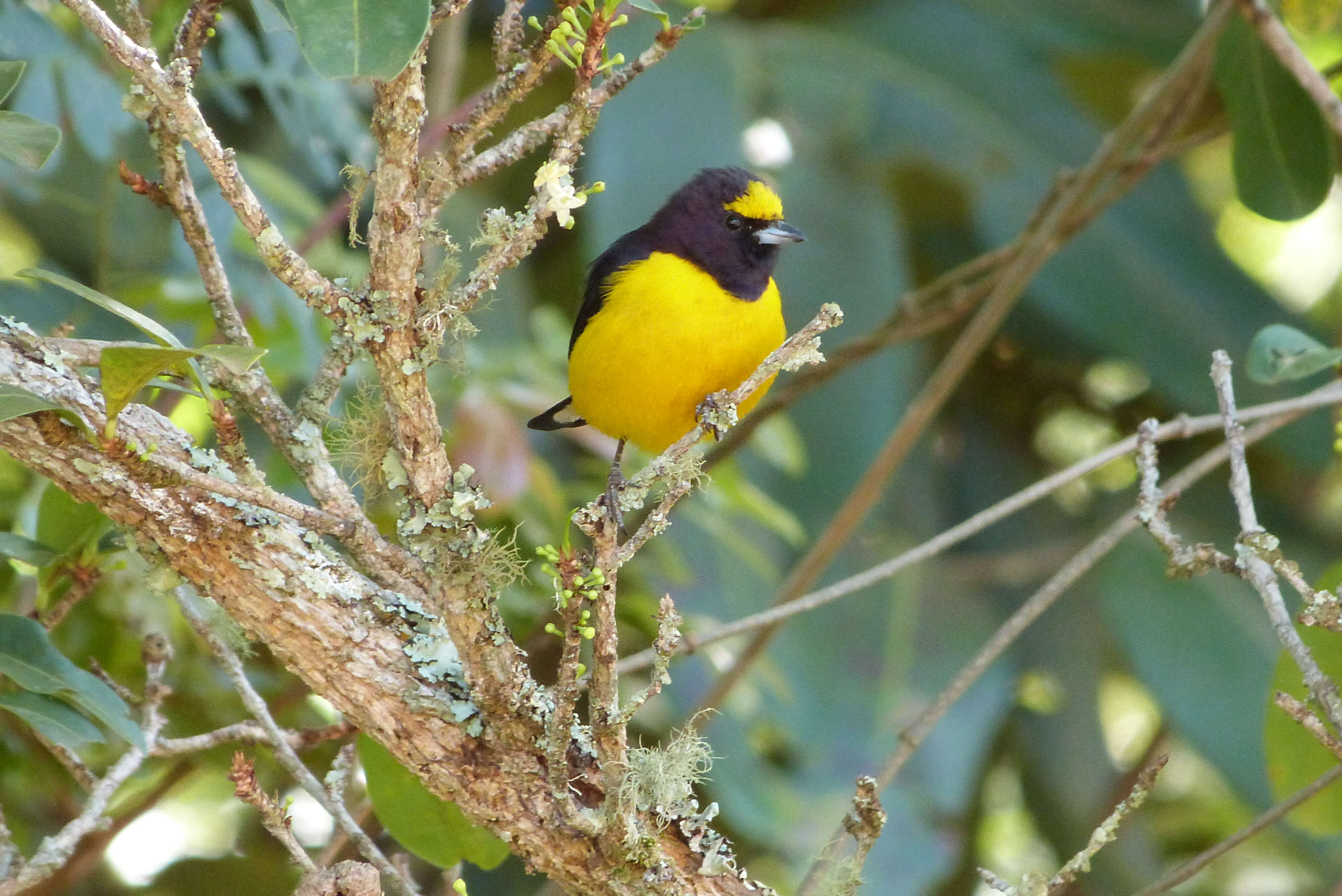 Euphonia violacea (Linnaeus 1758)的圖片