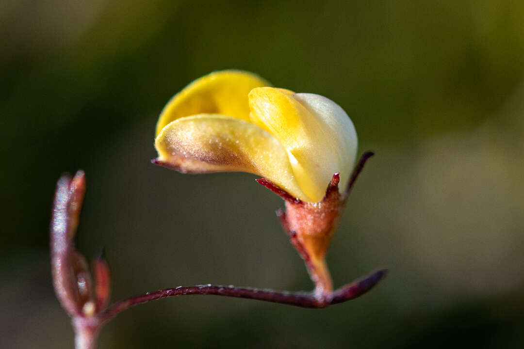 Image of Aspalathus bracteata Thunb.