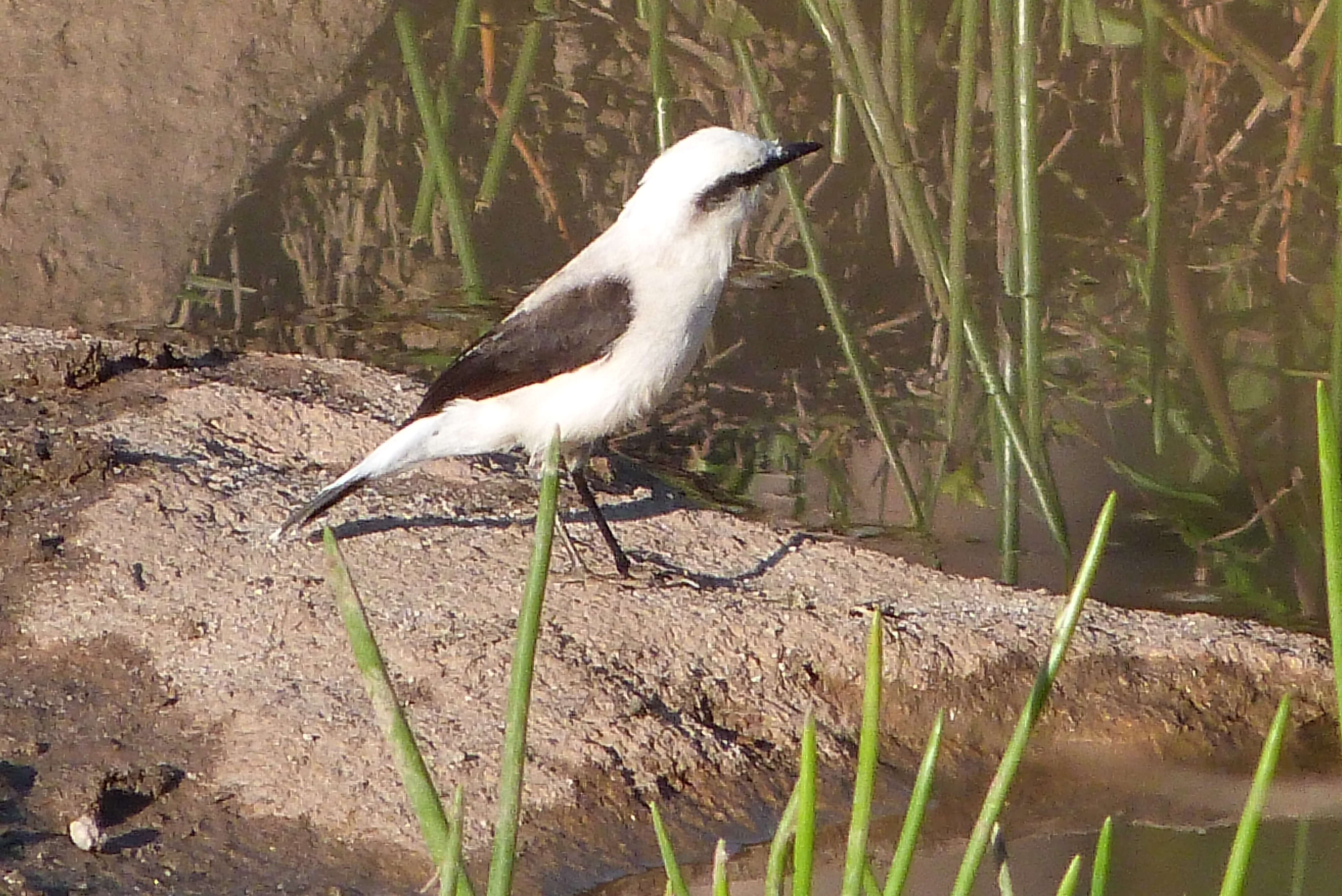 Image of Fluvicola Swainson 1827