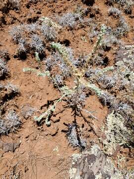 Imagem de Oreocarya suffruticosa (Torr.) Greene