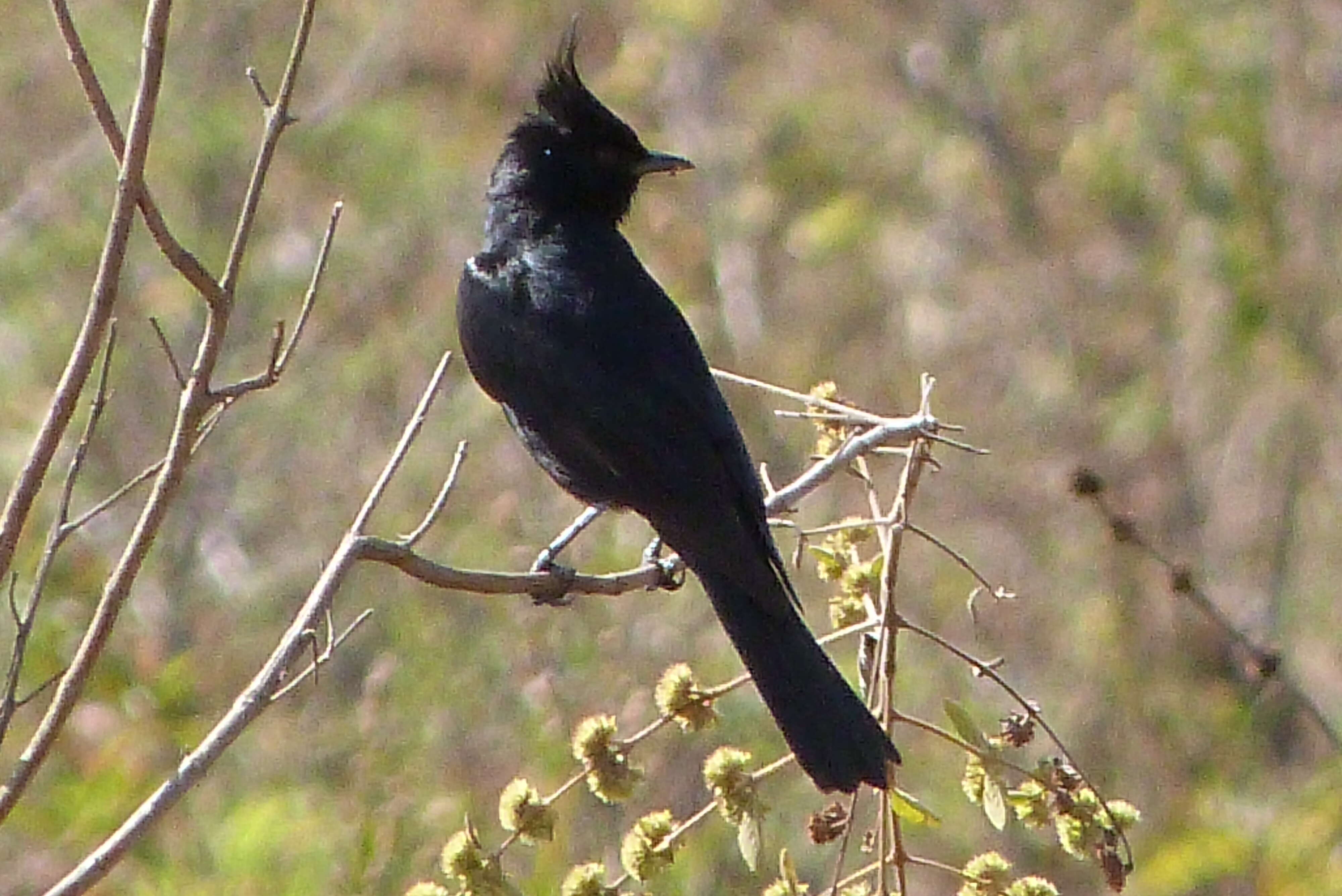 Image of Crested Black Tyrant