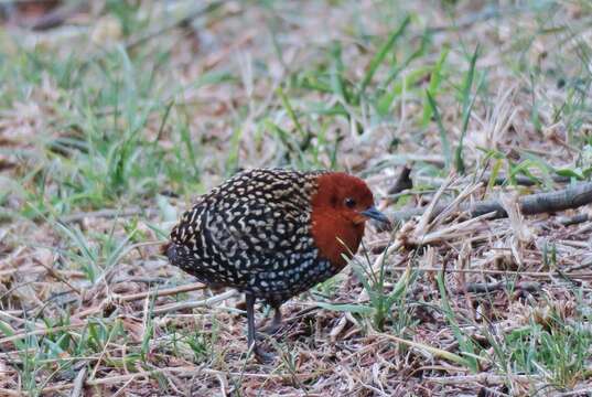 Image of Buff-spotted Flufftail