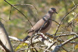 Image of Gray Fronted Dove