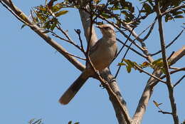 Image of Chalk-browed Mockingbird