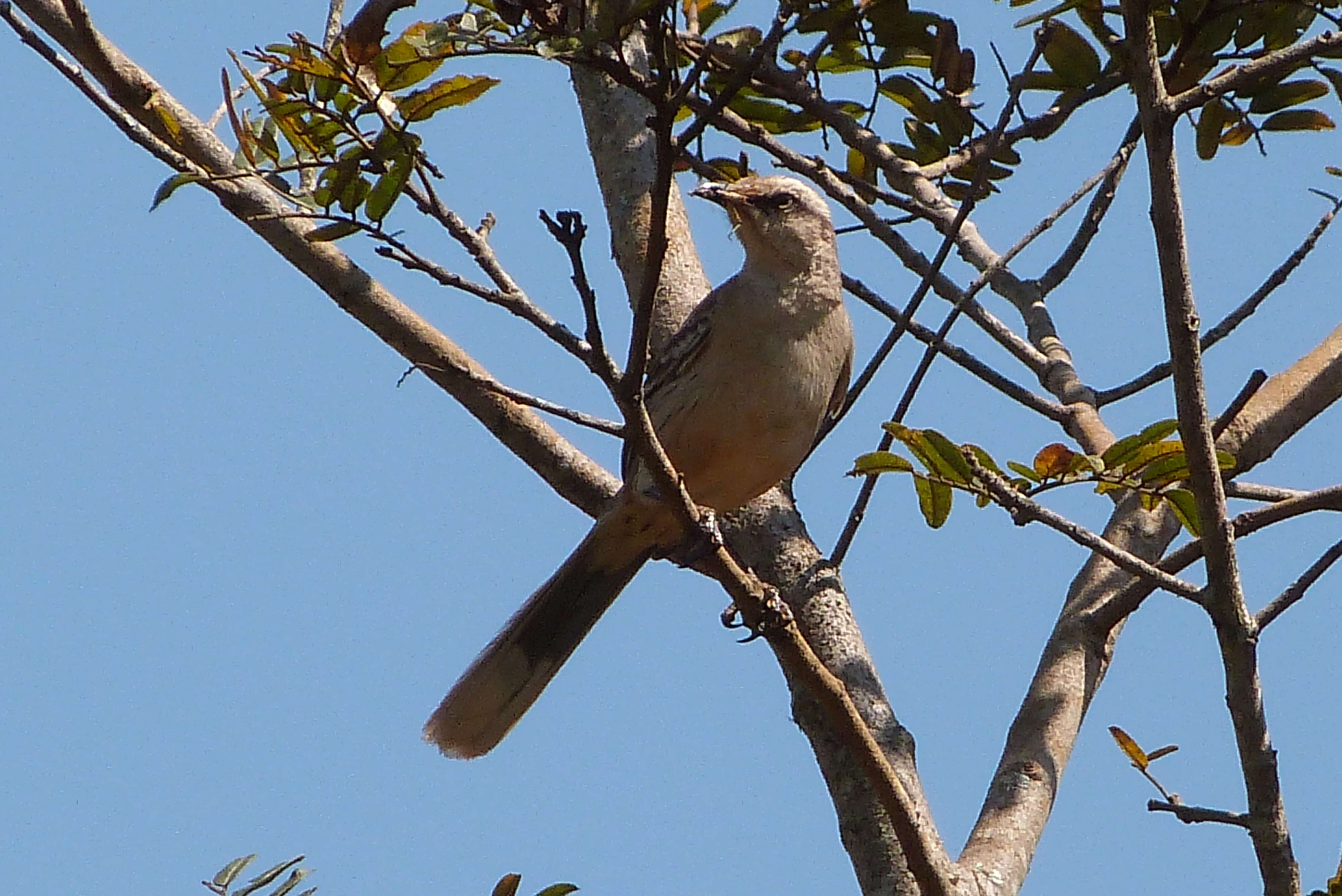 Image of Chalk-browed Mockingbird