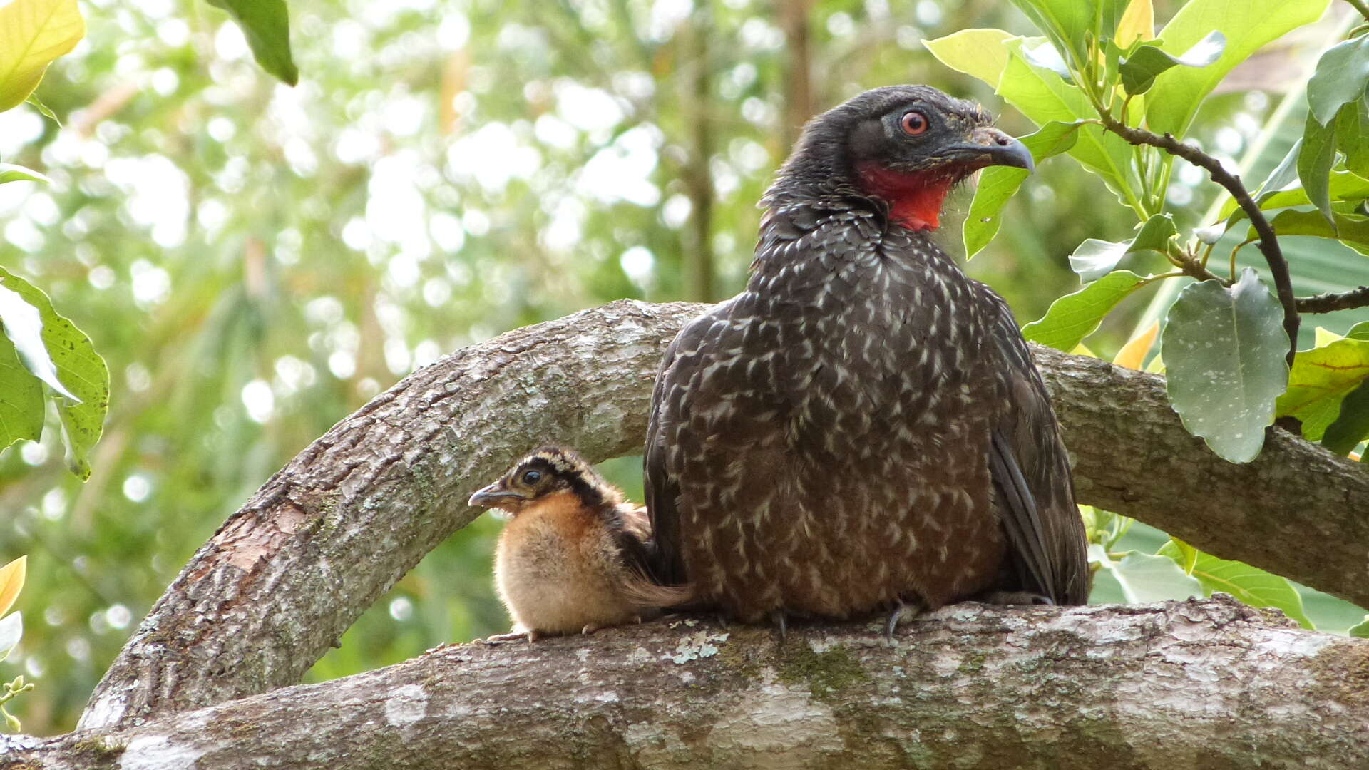 Image of Dusky-legged Guan