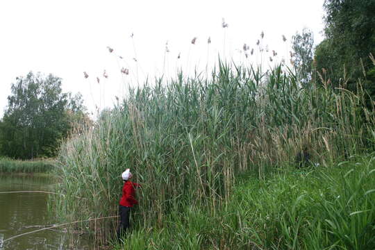 صورة Phragmites australis subsp. isiacus (Arcang.)