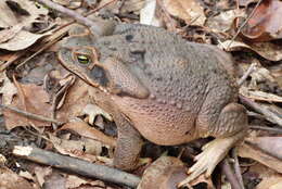 Image of Cururu Toad