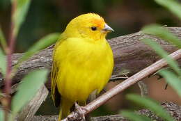 Image of Saffron Finch