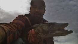 Image of Muskellunge