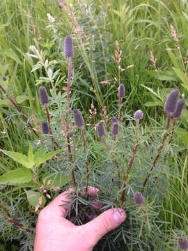 Image of purple prairie clover