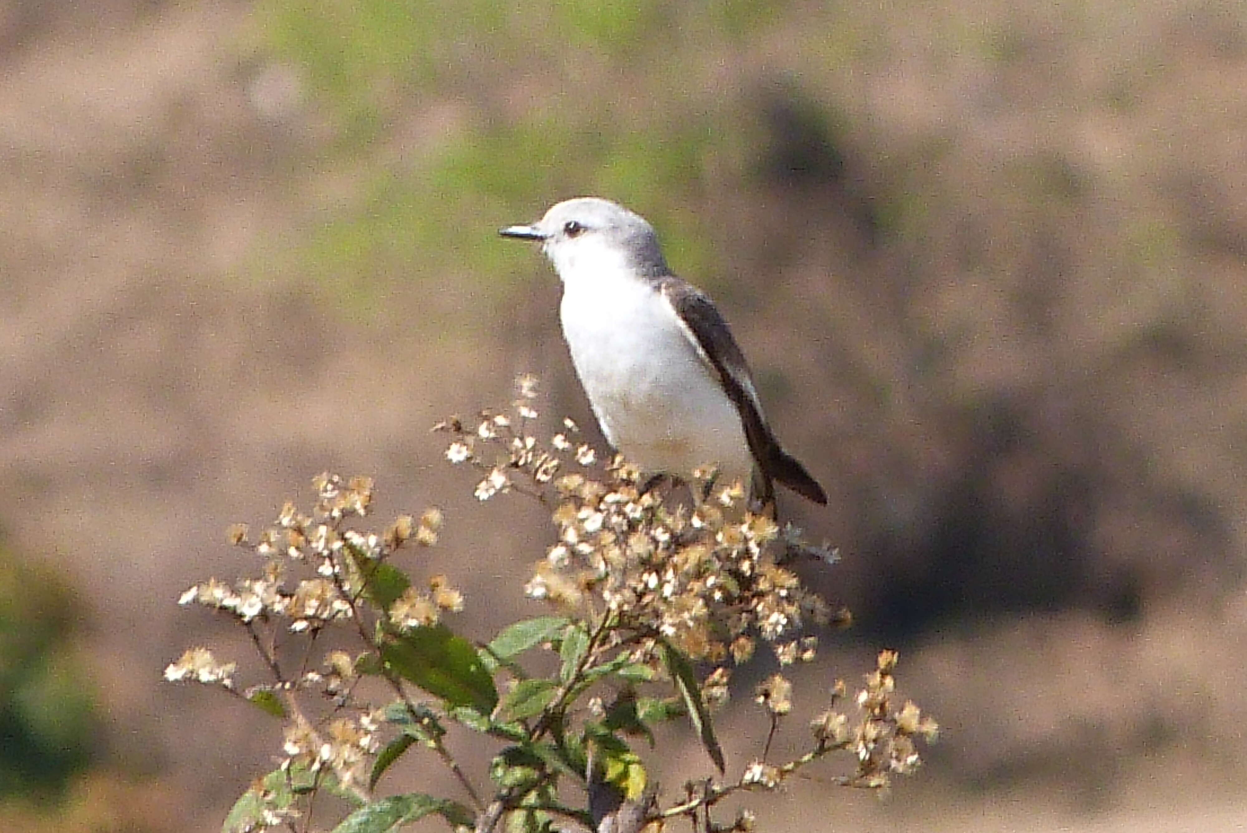 Image of White-rumped Monjita