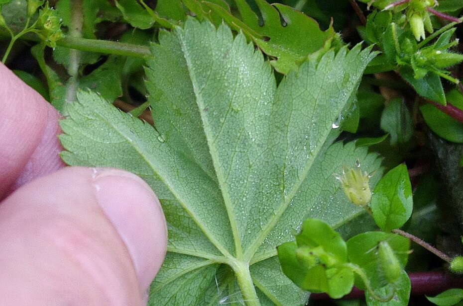 صورة Alchemilla filicaulis Buser