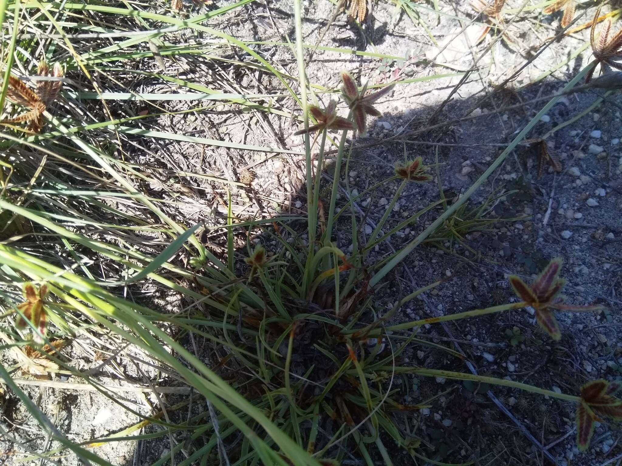 Image of Cyperus rubicundus Vahl