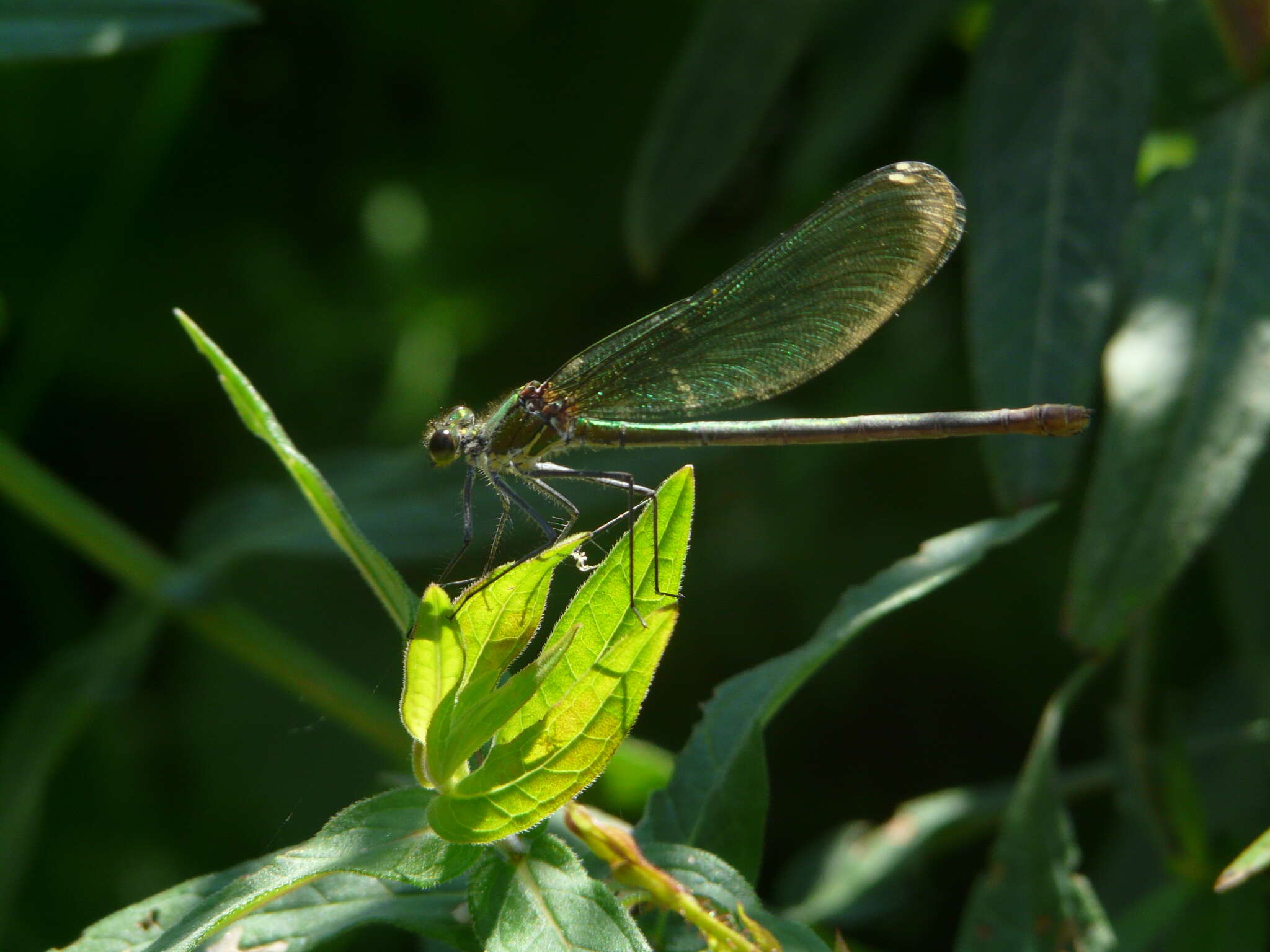 Image of Western Demoiselle