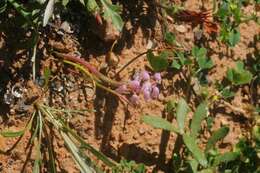 Image of Lachenalia juncifolia Baker