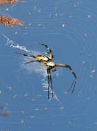 Image of Black-and-Yellow Argiope
