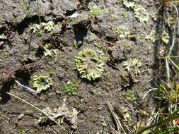 Image of Riccia huebeneriana subsp. sullivantii (Austin) R. M. Schust.