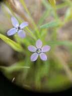 Image of purplespot gilia