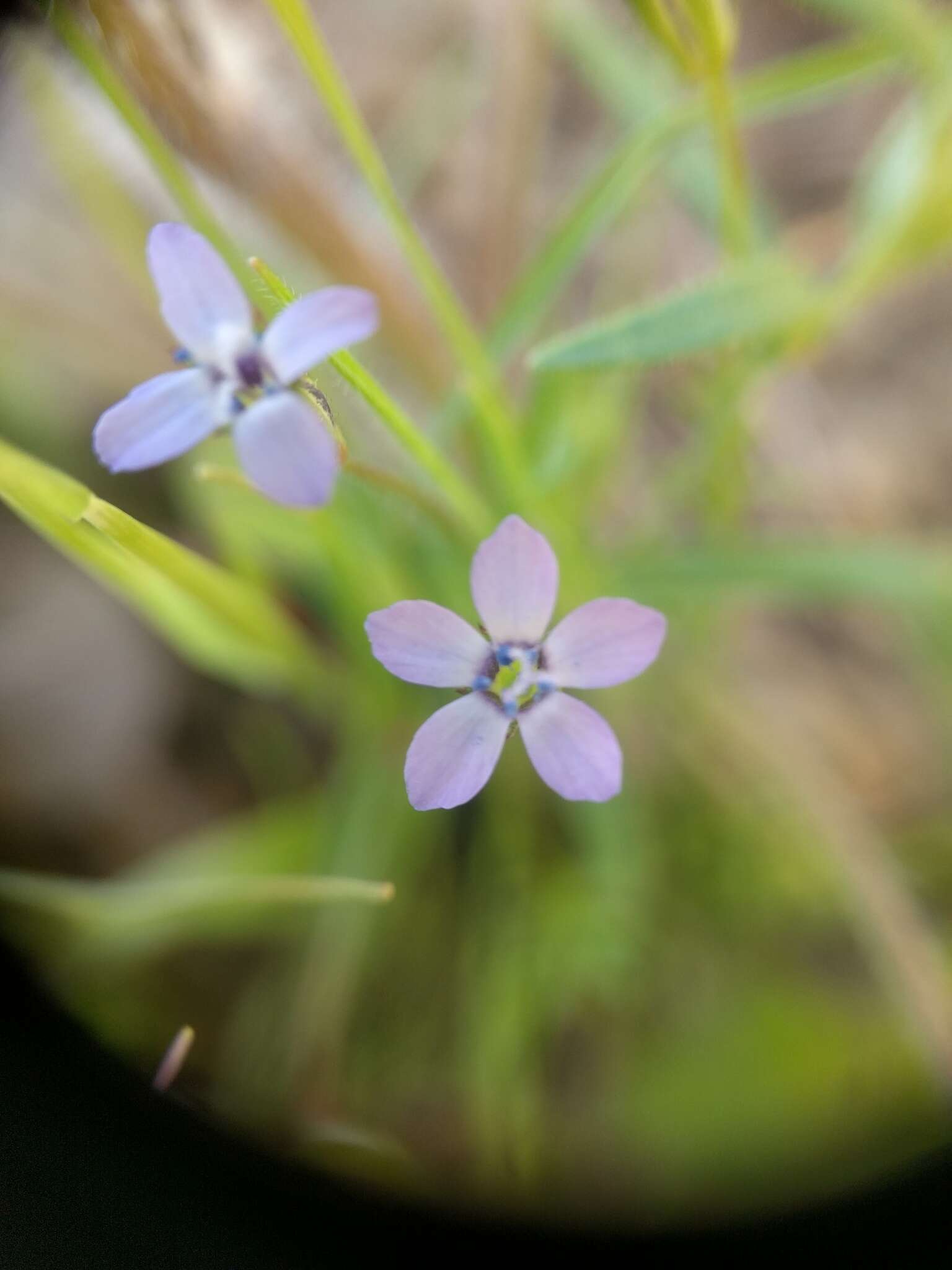 Image of purplespot gilia