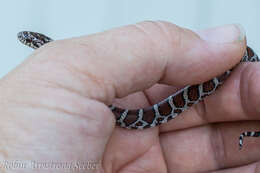 Image of Lampropeltis triangulum triangulum