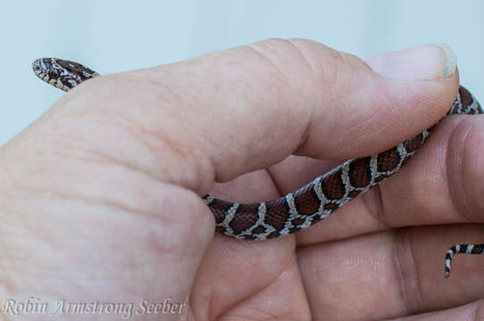 Image of Lampropeltis triangulum triangulum