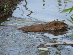 Image of muskrat