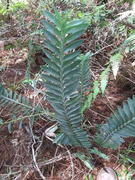 Dichaea glauca (Sw.) Lindl.的圖片