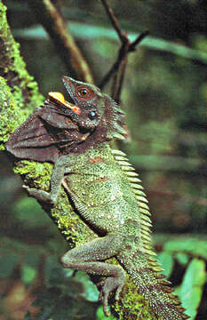 Imagem de <i>Hypsilurus dilophus</i>