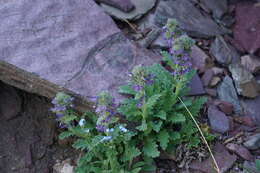 Image de Phacelia lyallii (A. Gray) Rydb.