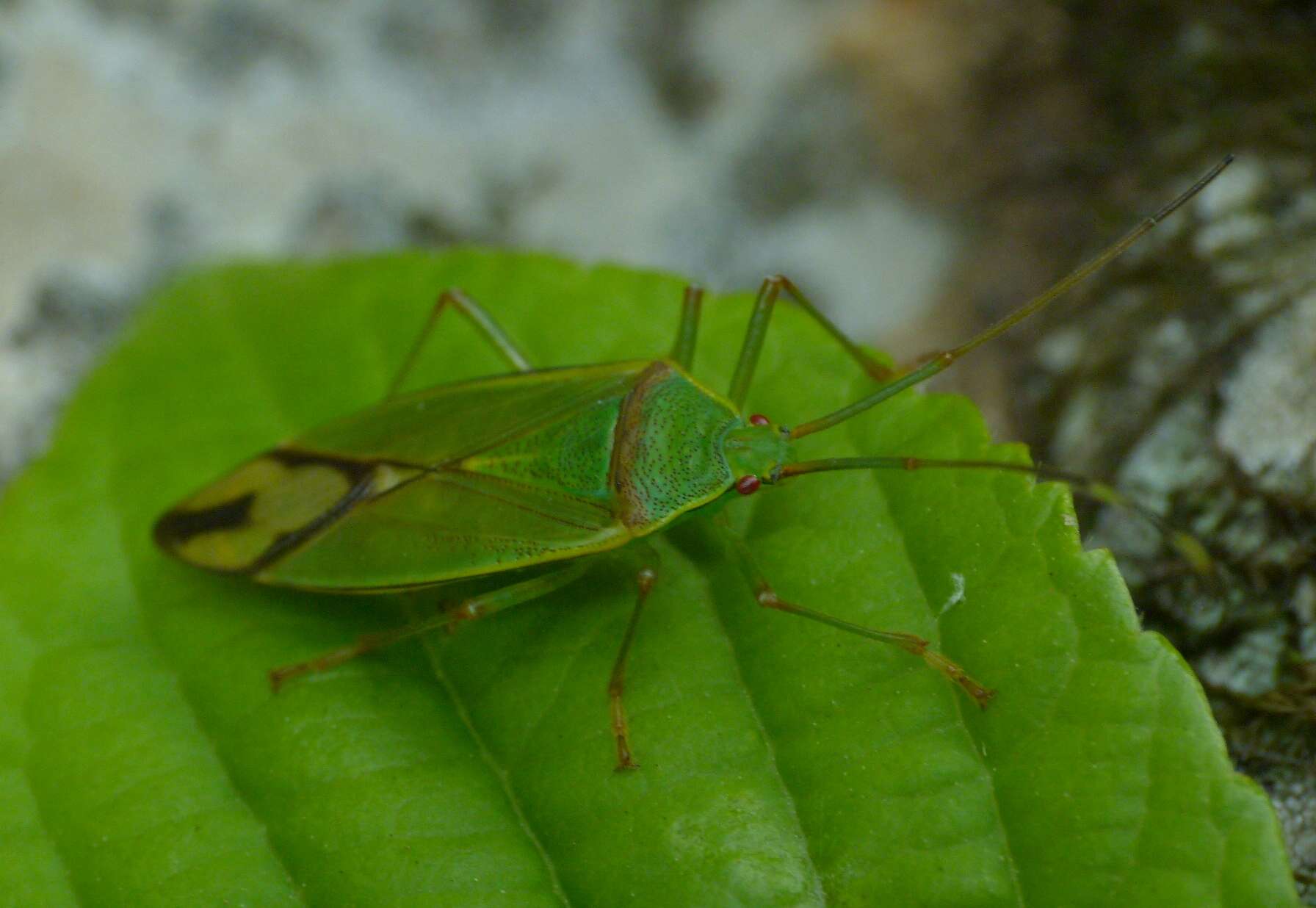 Image of Urostylididae