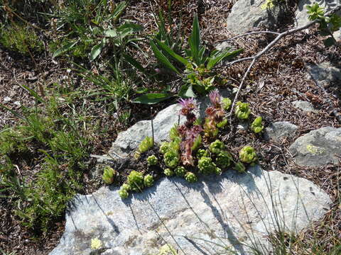 Image of Sempervivum montanum L.