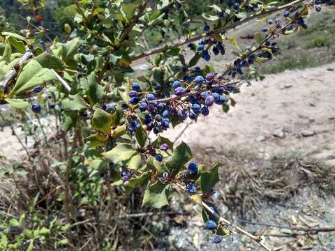 Image of Berberis aristata DC.