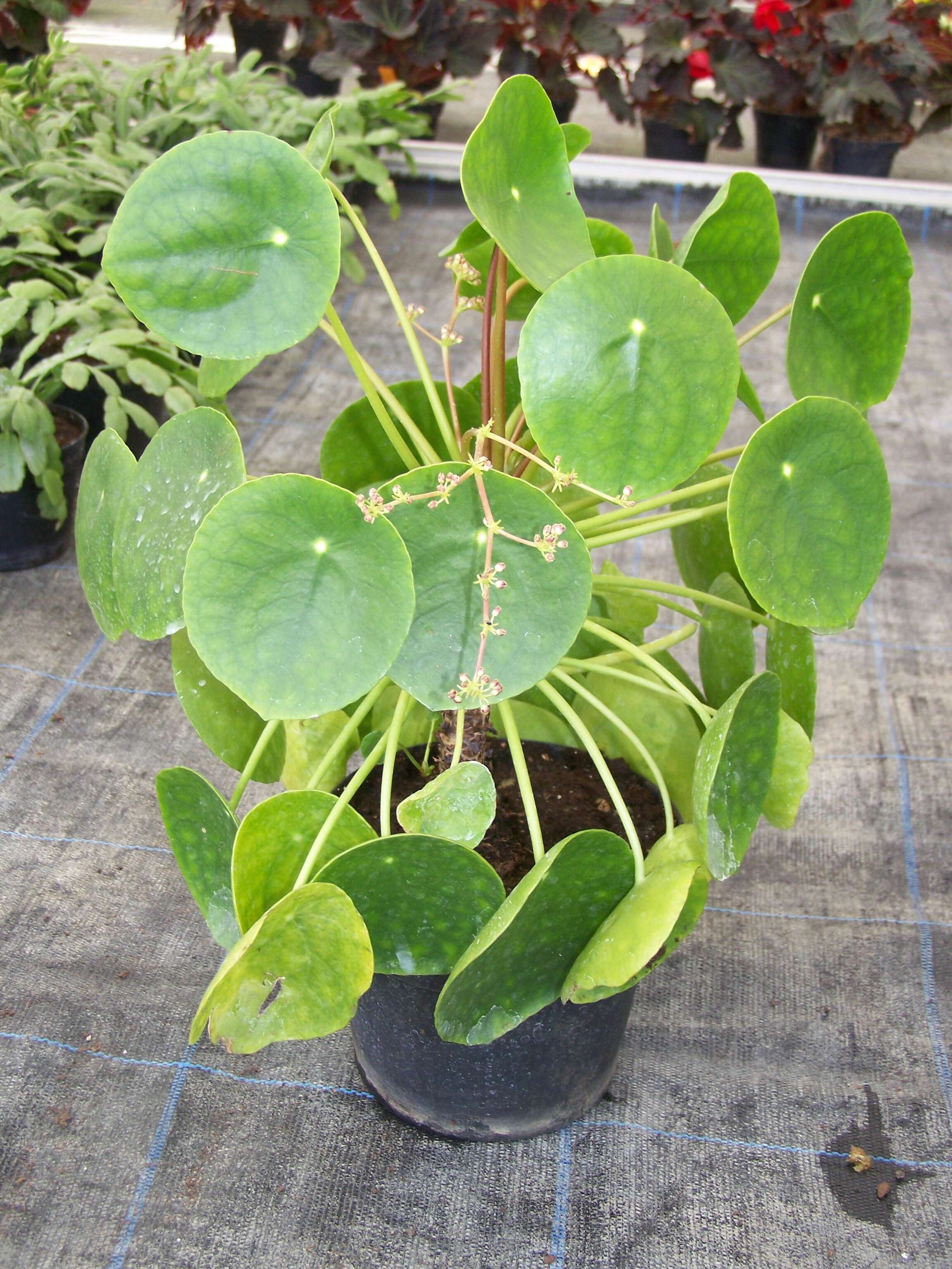 Image of Chinese money plant