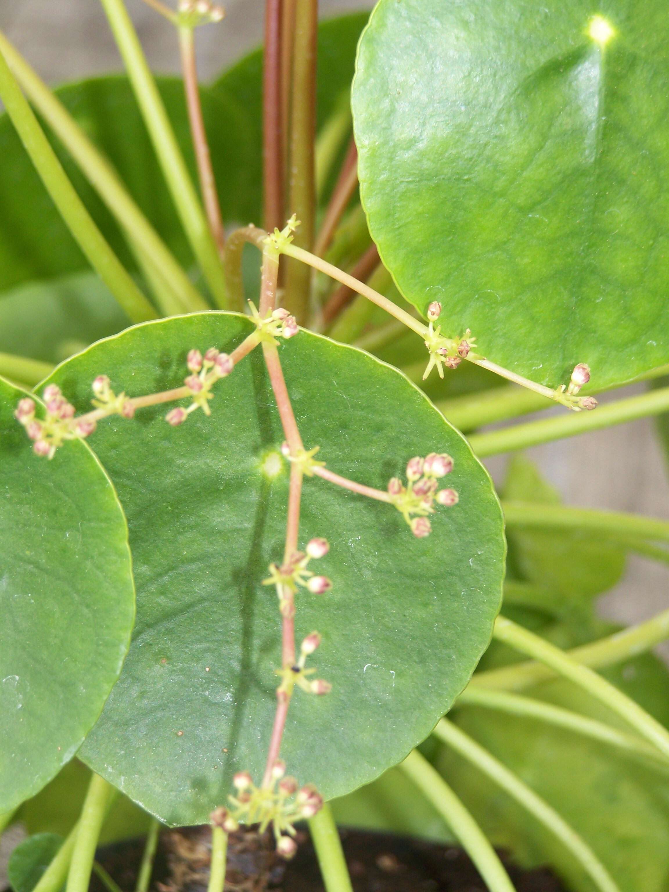 Image de Pilea peperomioides Diels