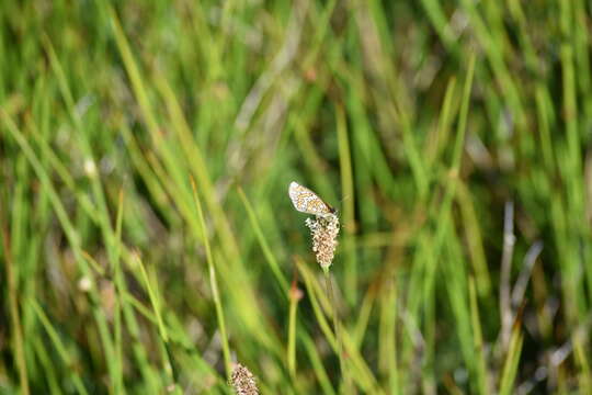 Image of <i>Melitaea deione</i>