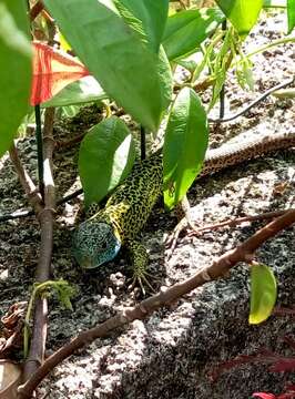 Image of Iberian Emerald Lizard