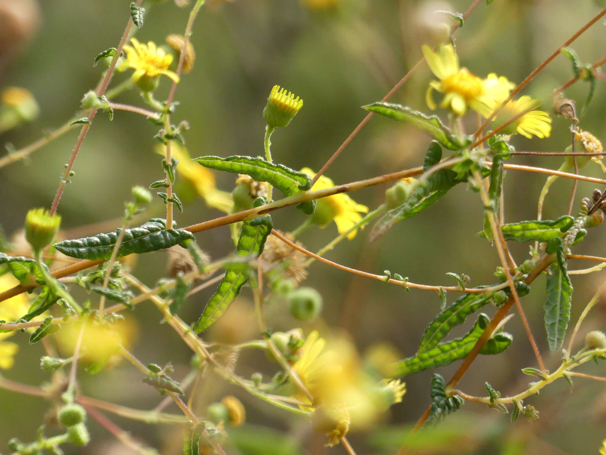 Image de Vicoa indica (L.) DC.