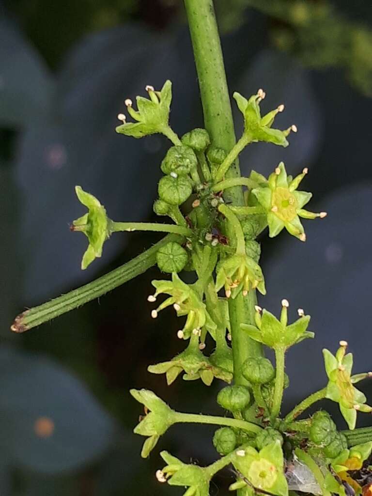 Image of Colubrina triflora Brongn.