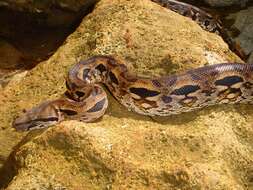 Слика од Acrantophis madagascariensis (Duméril & Bibron 1844)