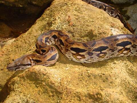 Image of Madagascar Boa