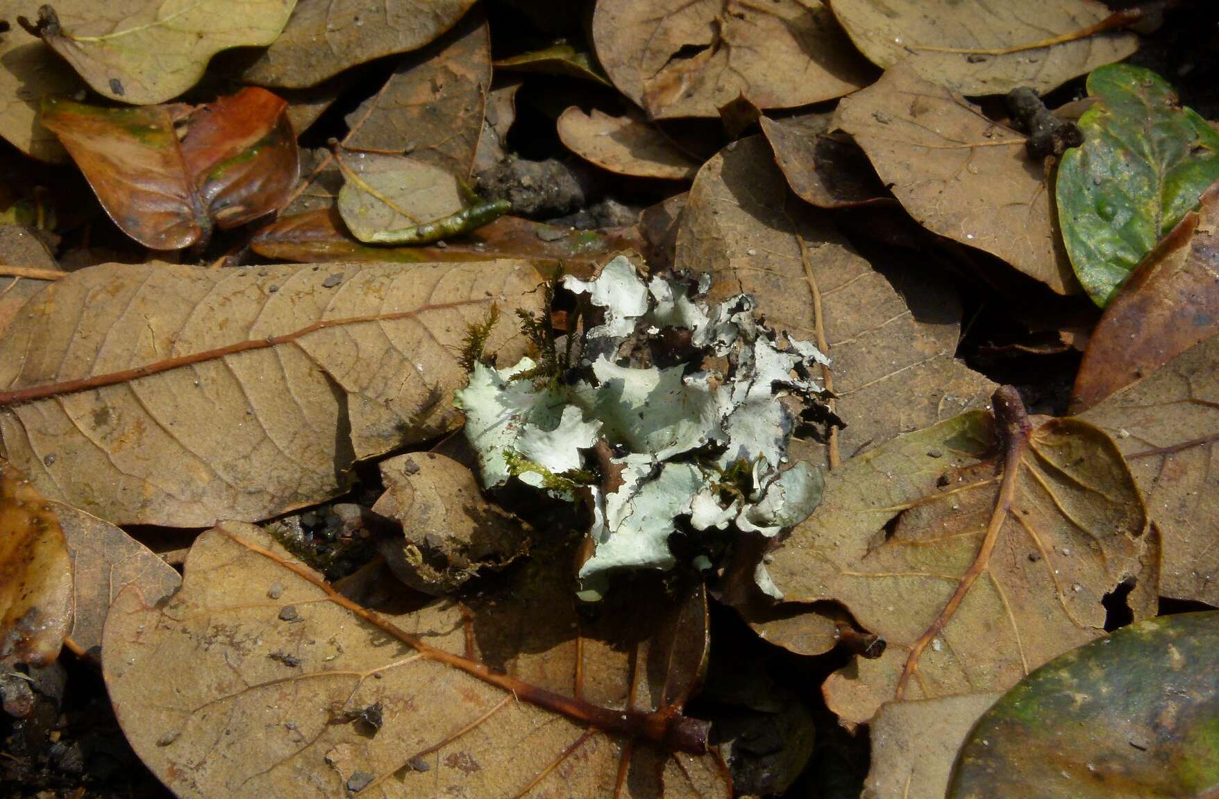 Image of shield lichen