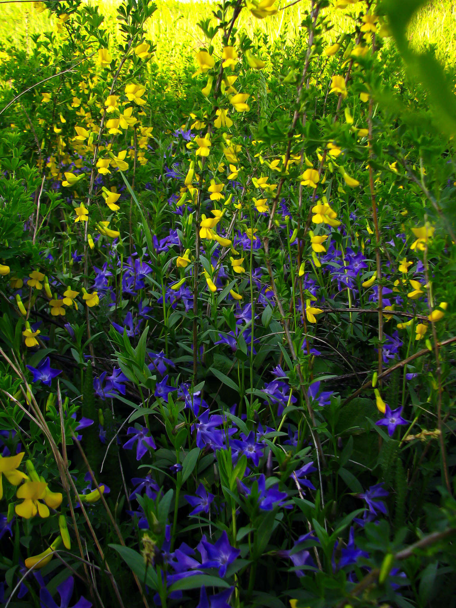 Image of herbaceous periwinkle