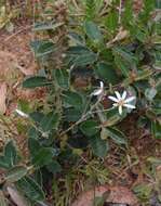 Image of Olearia speciosa Hutch.