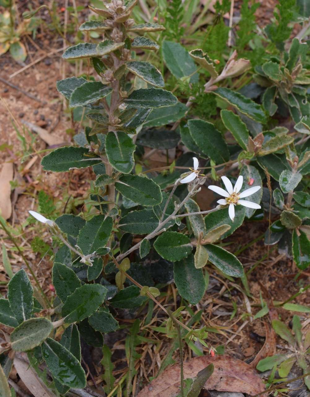 Слика од Olearia speciosa Hutch.