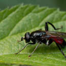 Image of <i>Brachypalpoides lentus</i>