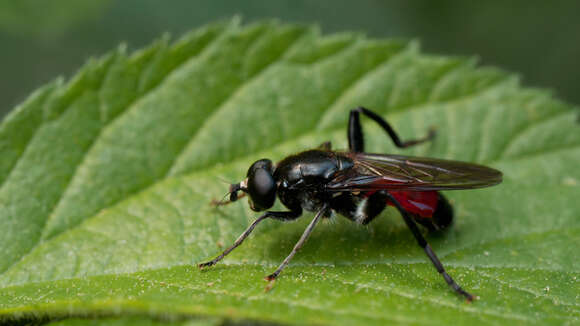 صورة <i>Brachypalpoides lentus</i>