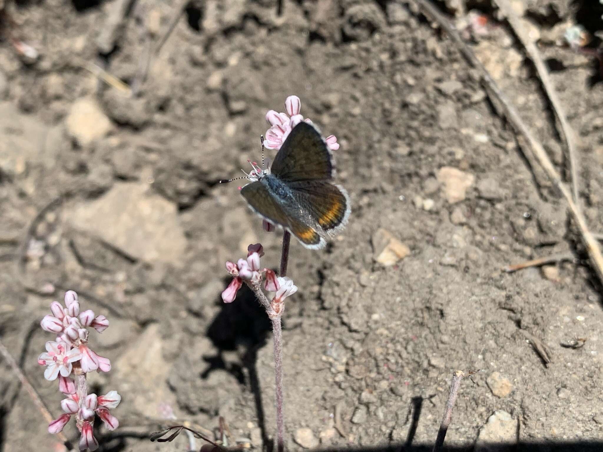 Euphilotes enoptes (Boisduval 1852)的圖片