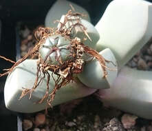 Image of Lapidaria