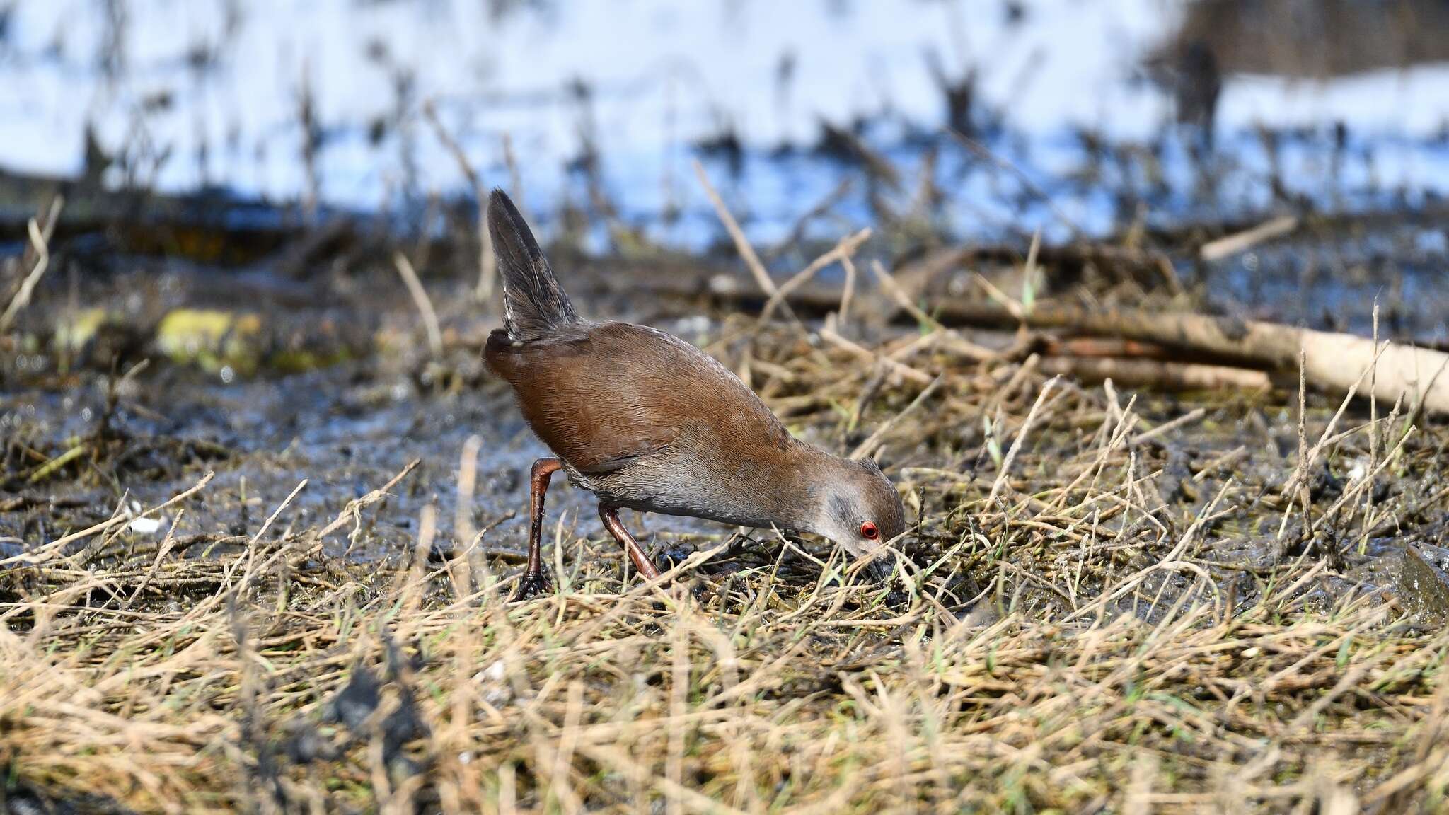 Image of Spotless Crake